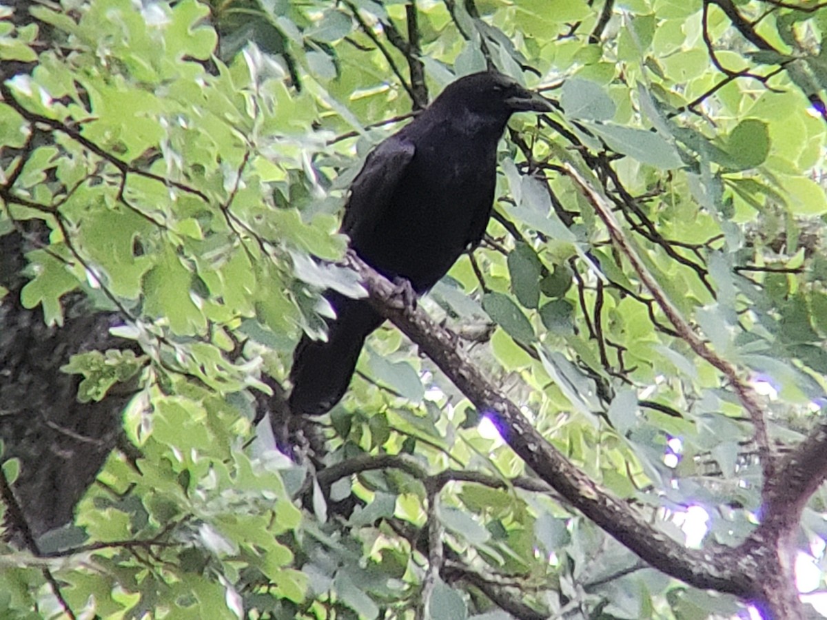 American Crow - ML619802546