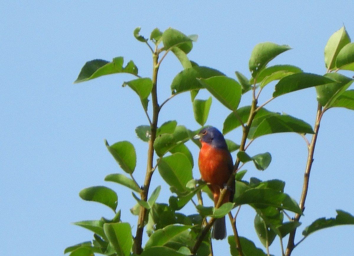 Painted Bunting - ML619802663