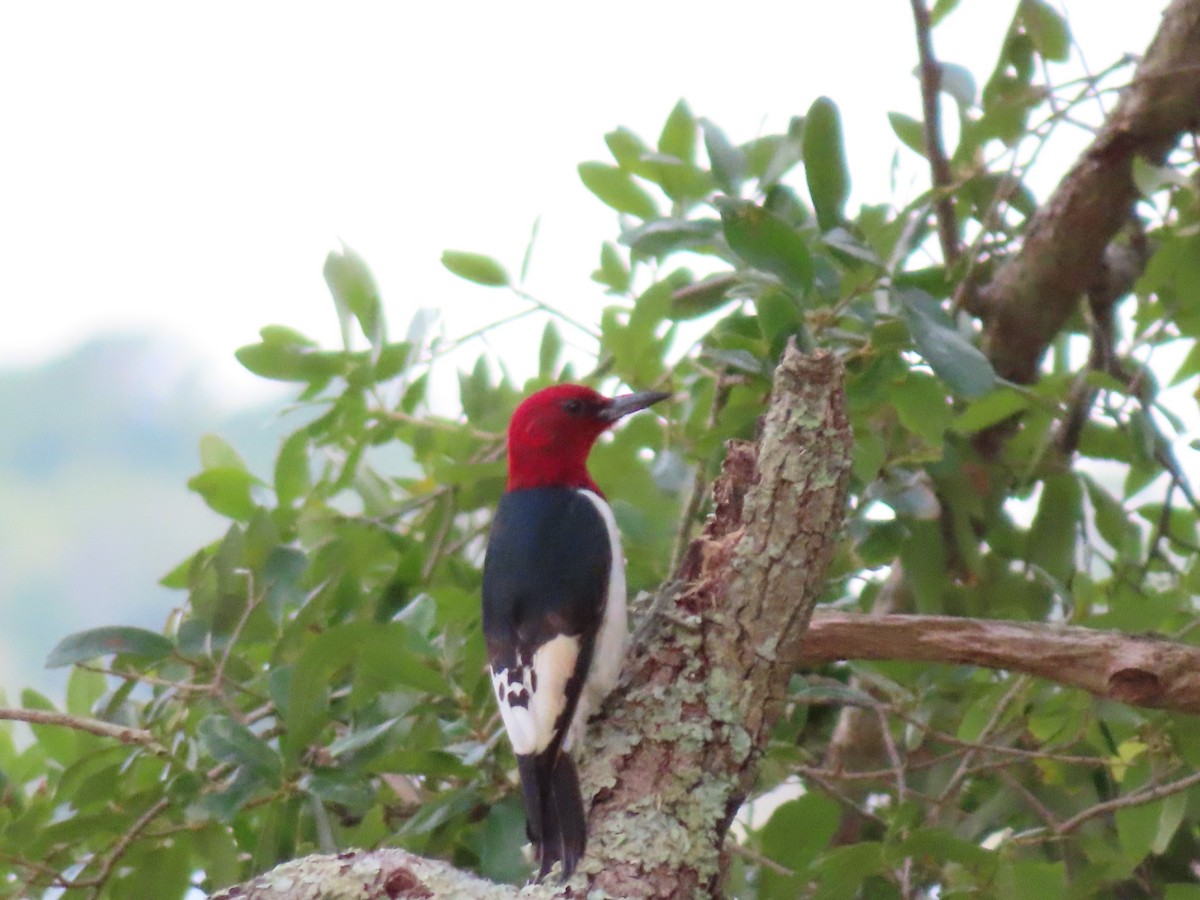 Red-headed Woodpecker - ML619802666