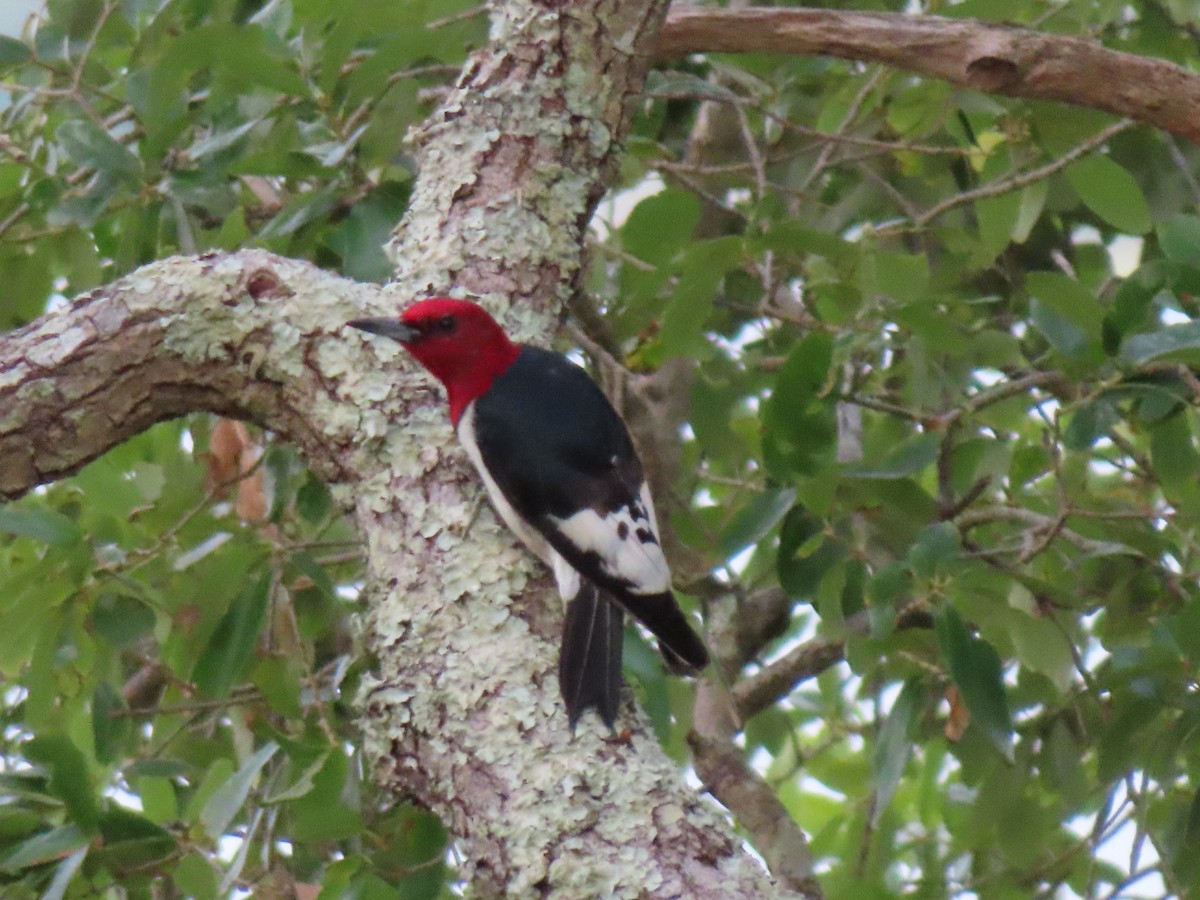 Red-headed Woodpecker - ML619802667