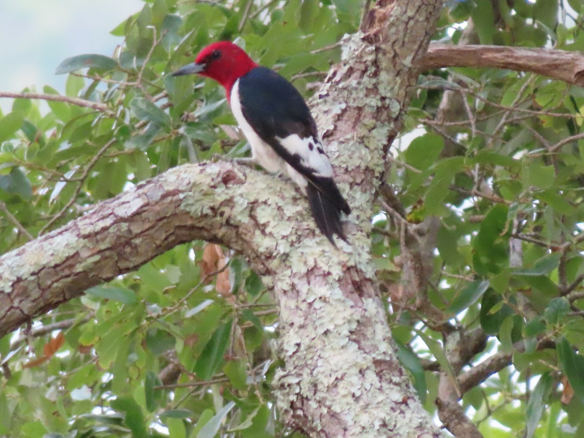 Red-headed Woodpecker - ML619802668