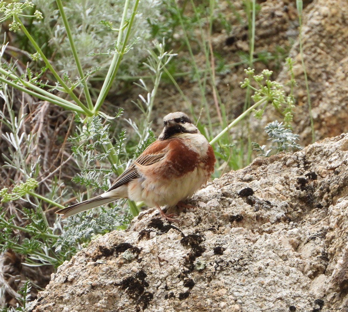 White-capped Bunting - ML619802675