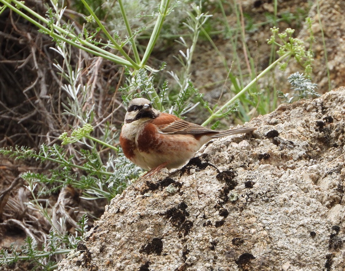 White-capped Bunting - ML619802676