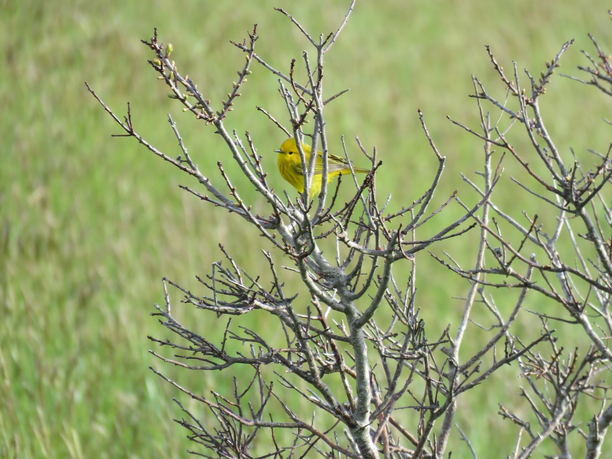Yellow Warbler - ML619802701
