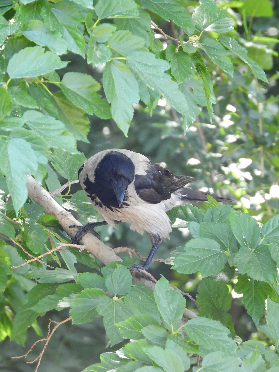 Hooded Crow - ML619802899