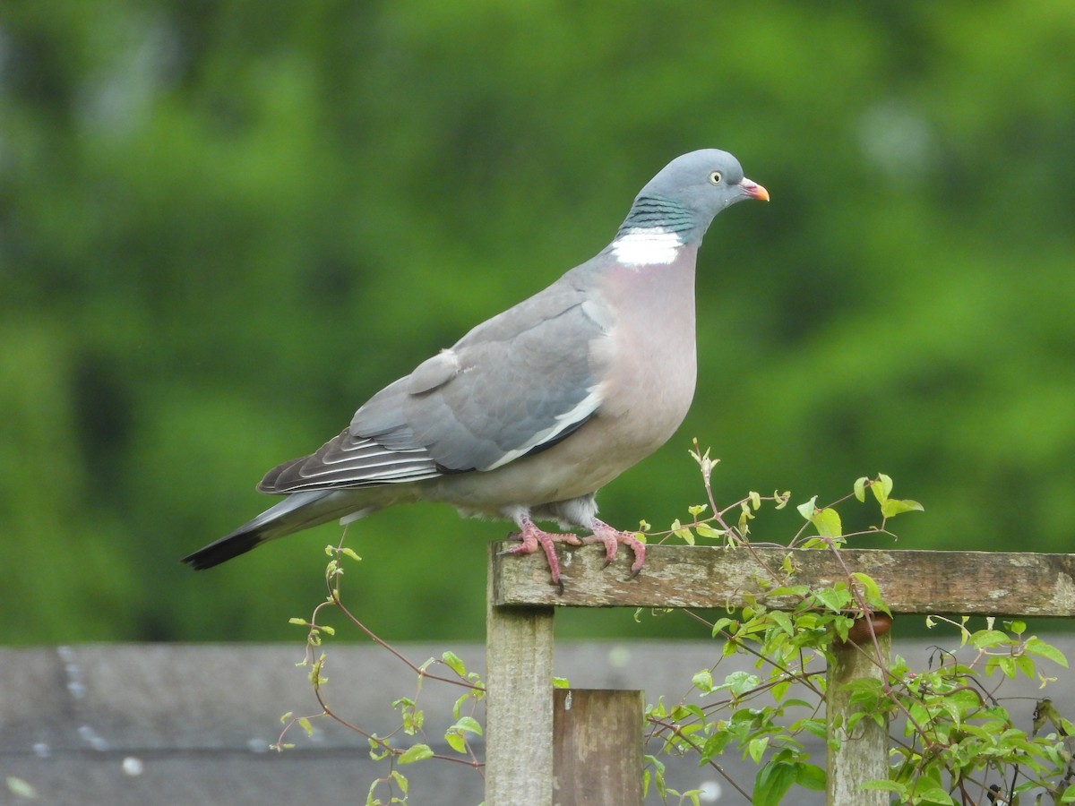 Common Wood-Pigeon - ML619802905