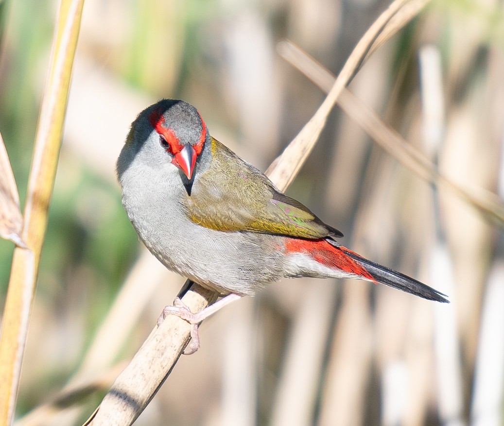 Red-browed Firetail - ML619802930