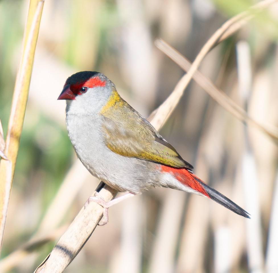 Red-browed Firetail - ML619802932