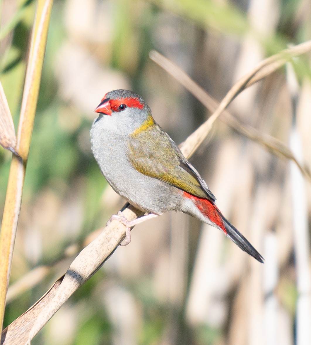 Red-browed Firetail - ML619802937