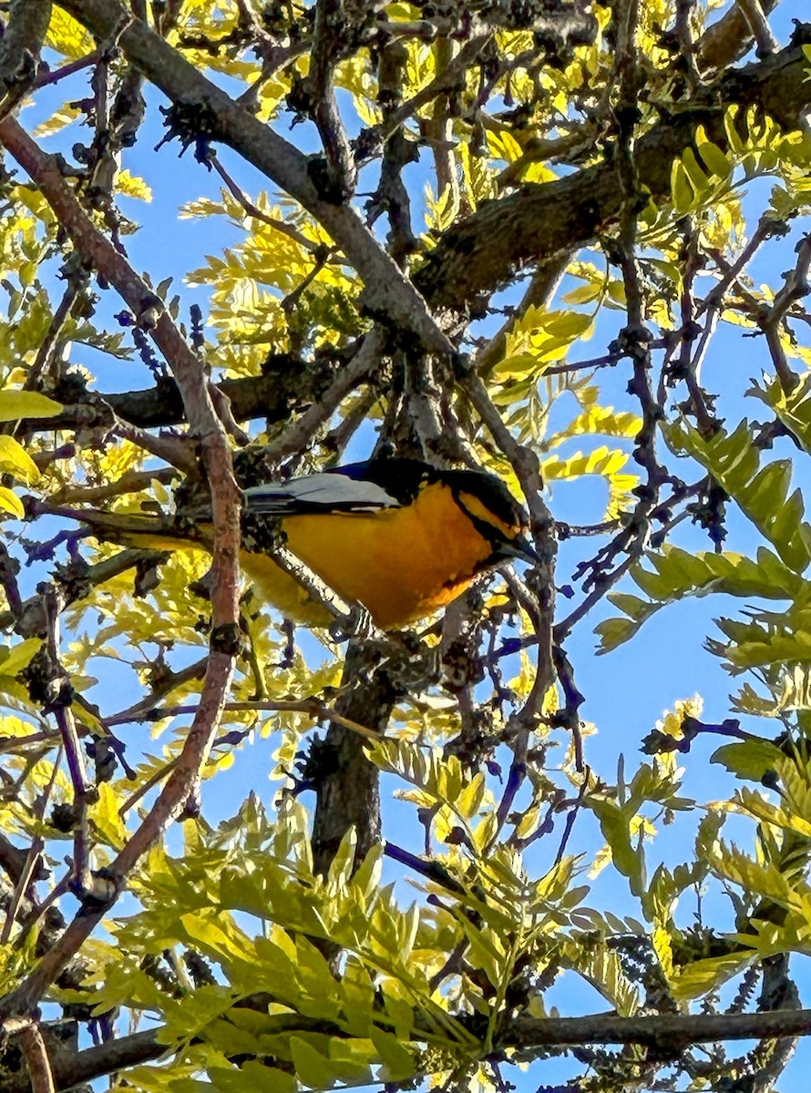 Bullock's Oriole - ML619802999