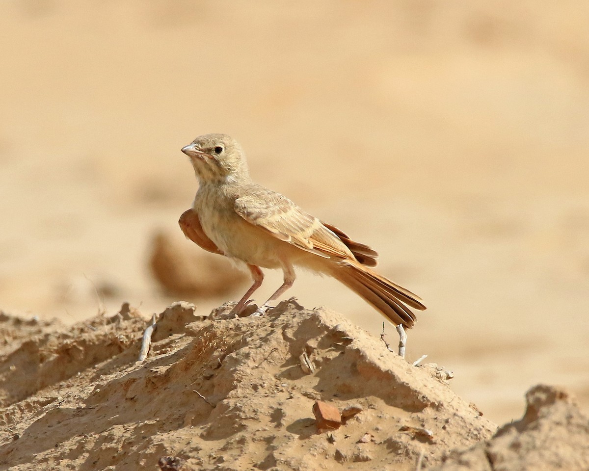 Bar-tailed Lark - ML619803000