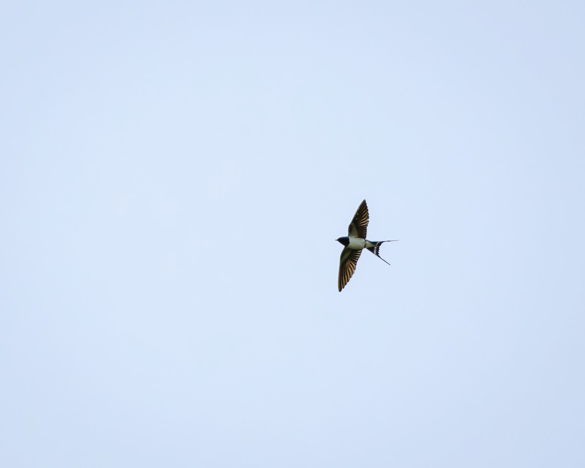 swallow sp. - ML619803003