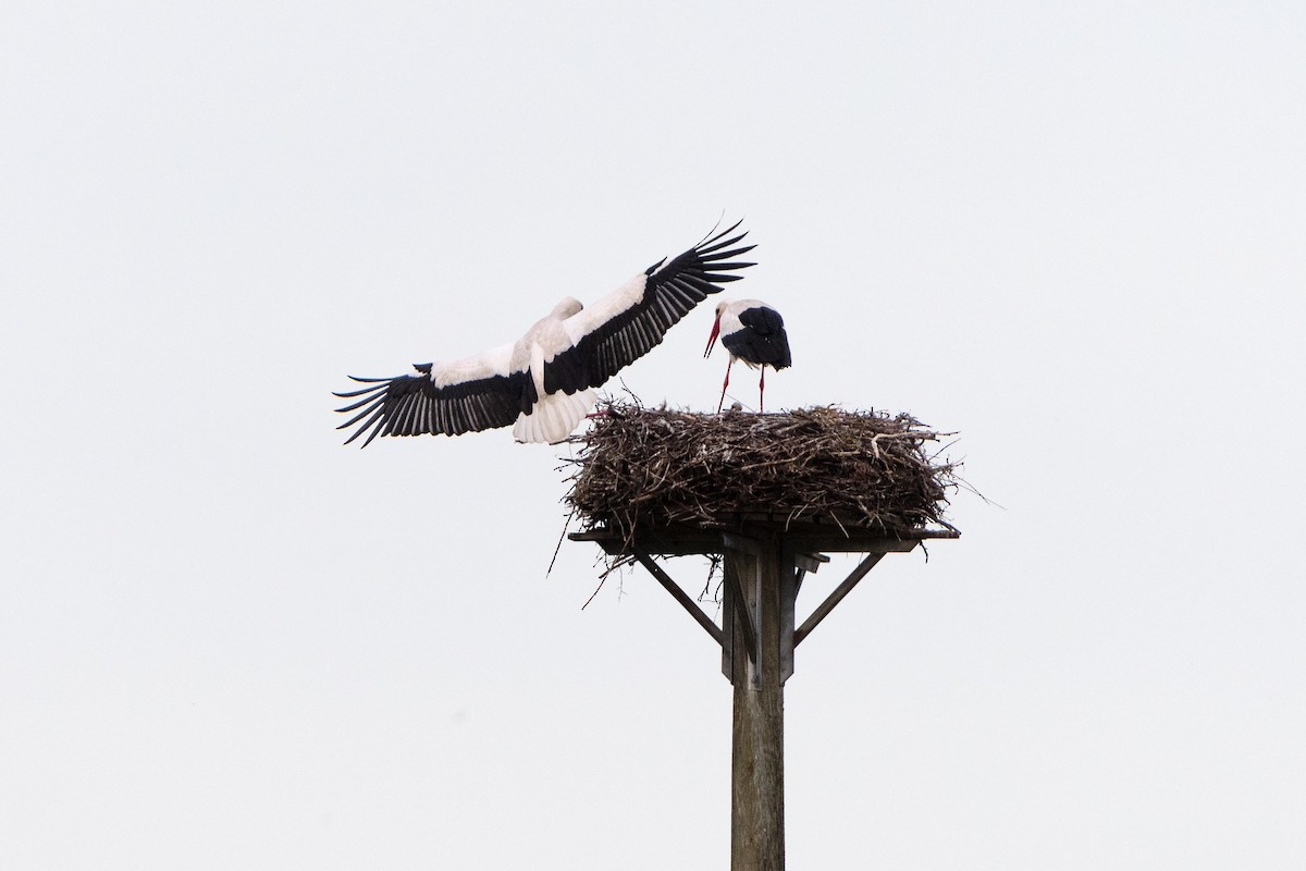 White Stork - ML619803016