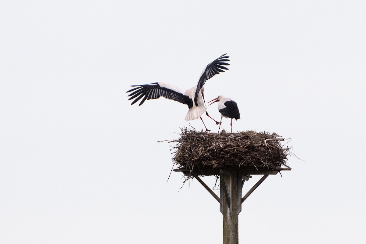 White Stork - ML619803017