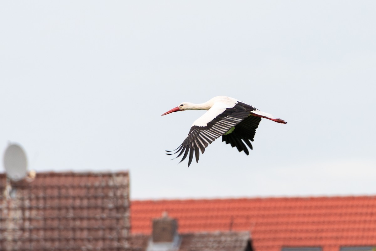 White Stork - ML619803019