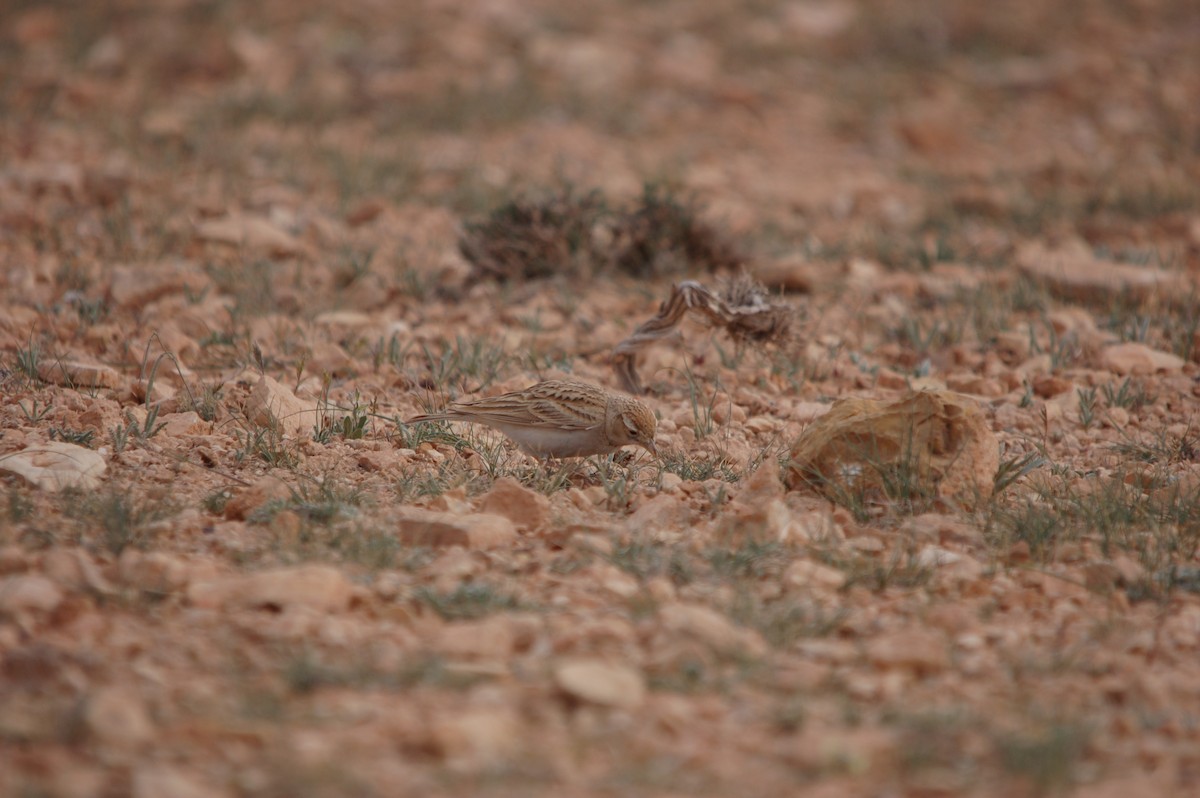 Greater Short-toed Lark - ML619803023