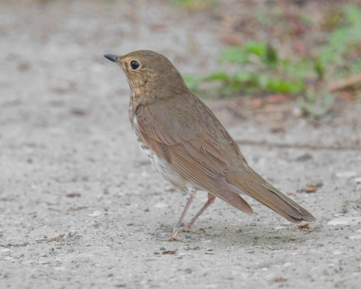 Swainson's Thrush - ML619803075