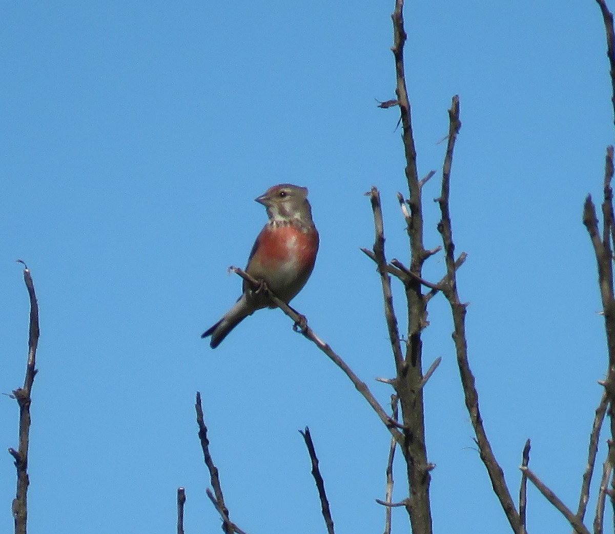 Eurasian Linnet - ML619803151