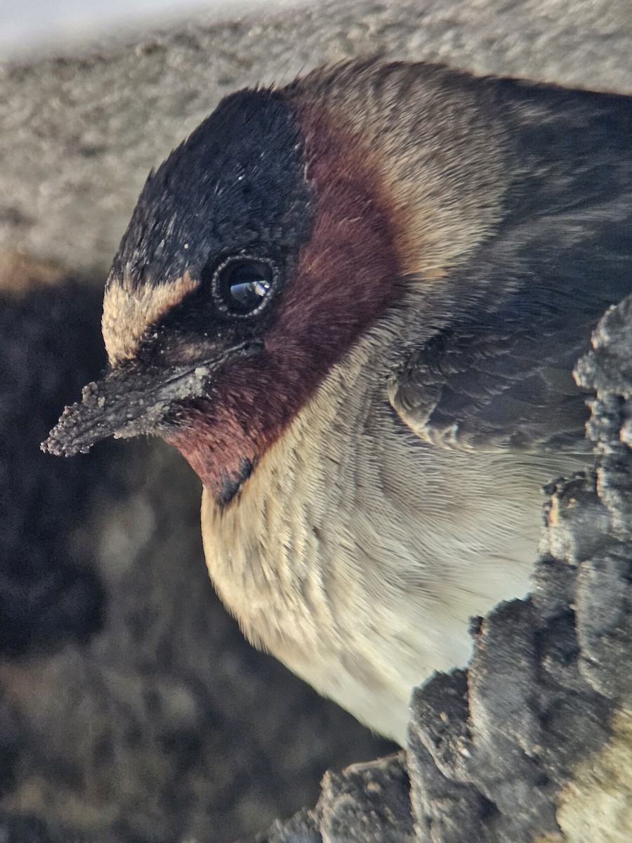 Cliff Swallow - ML619803214