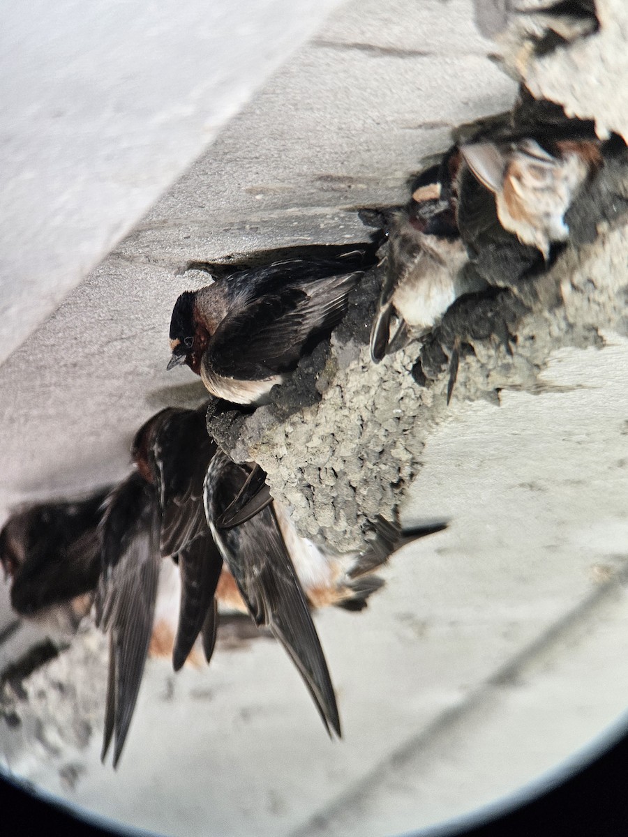 Cliff Swallow - ML619803215