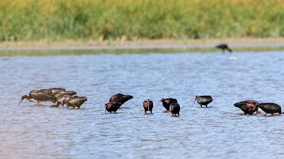 Glossy Ibis - ML619803312