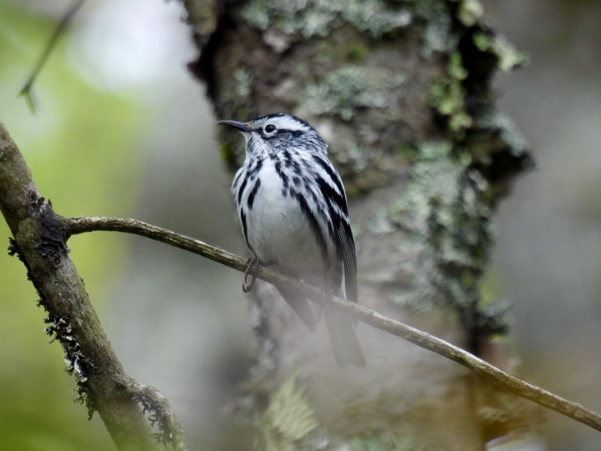 Black-and-white Warbler - ML619803315