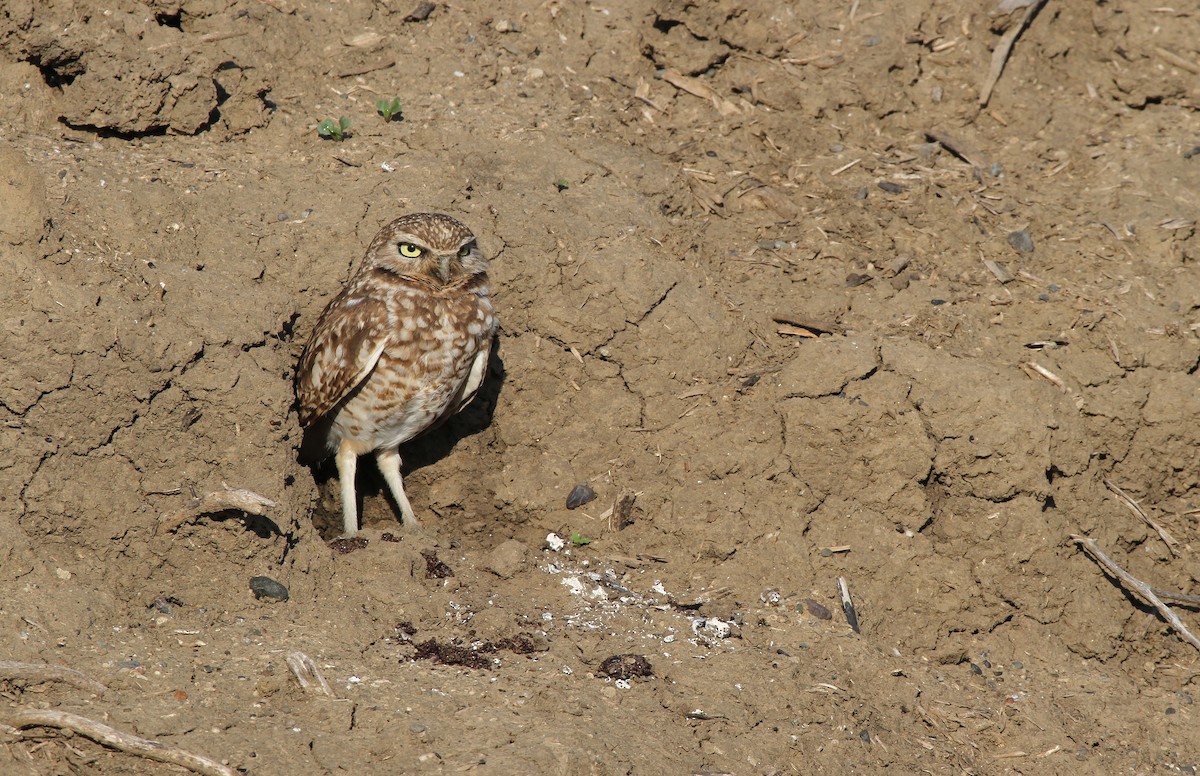 Burrowing Owl - ML619803338