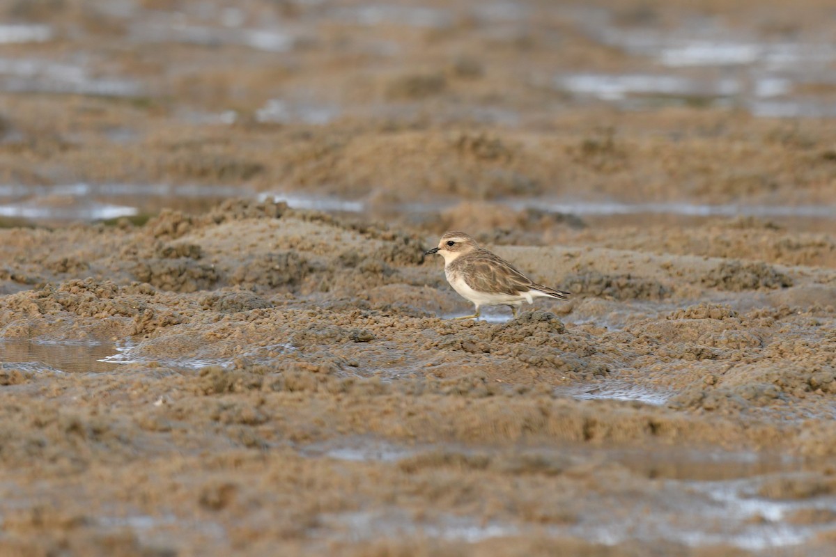 Double-banded Plover - ML619803350