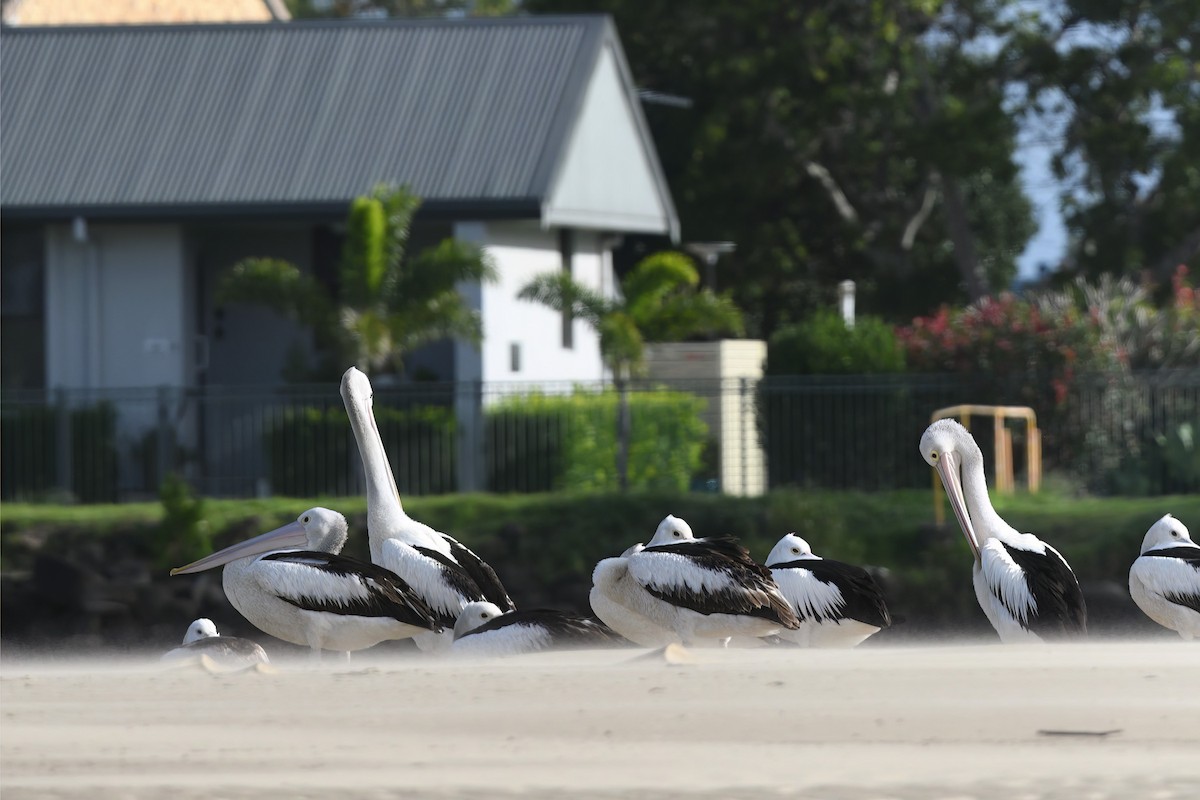 Australian Pelican - ML619803354