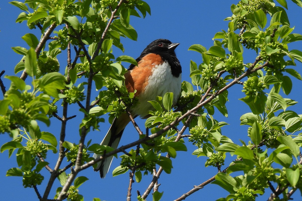 Eastern Towhee - ML619803355