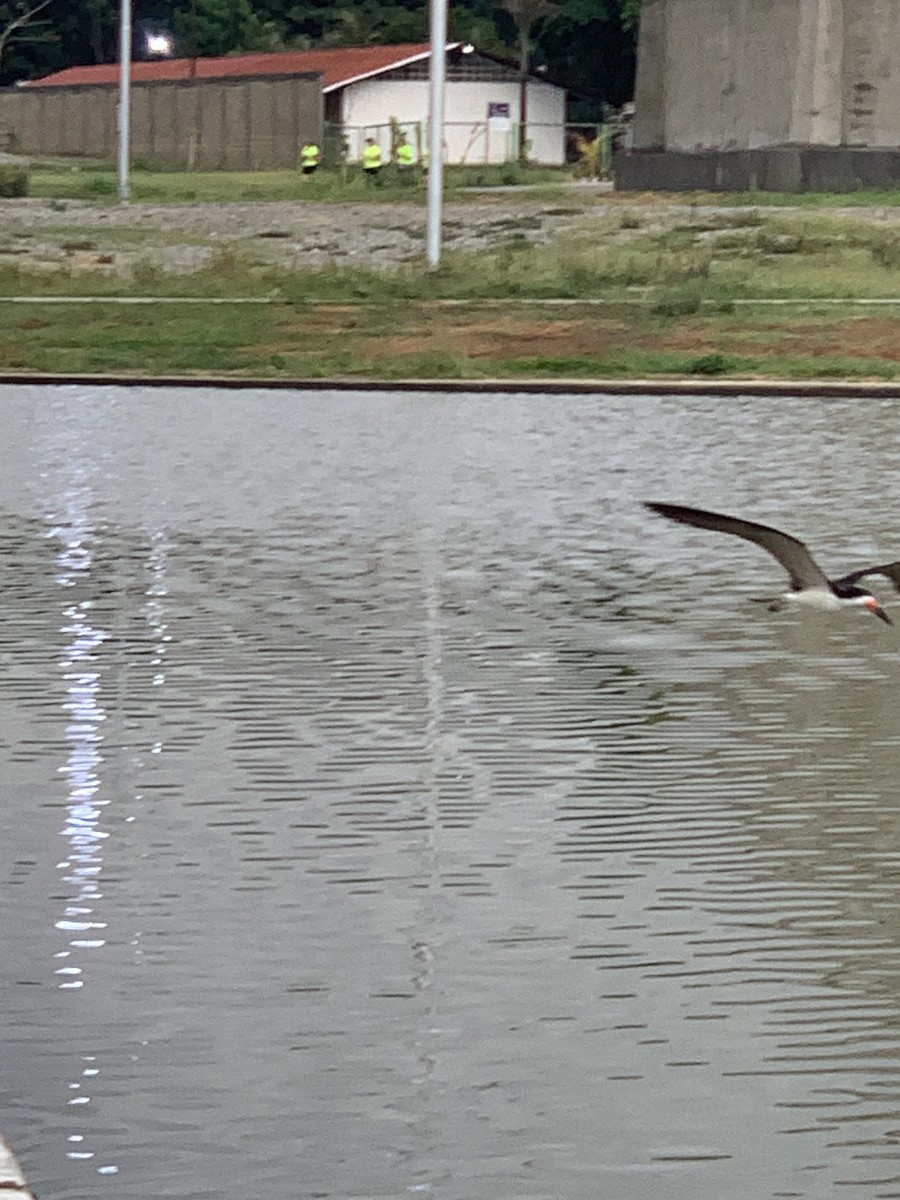 Black Skimmer - ML619803369