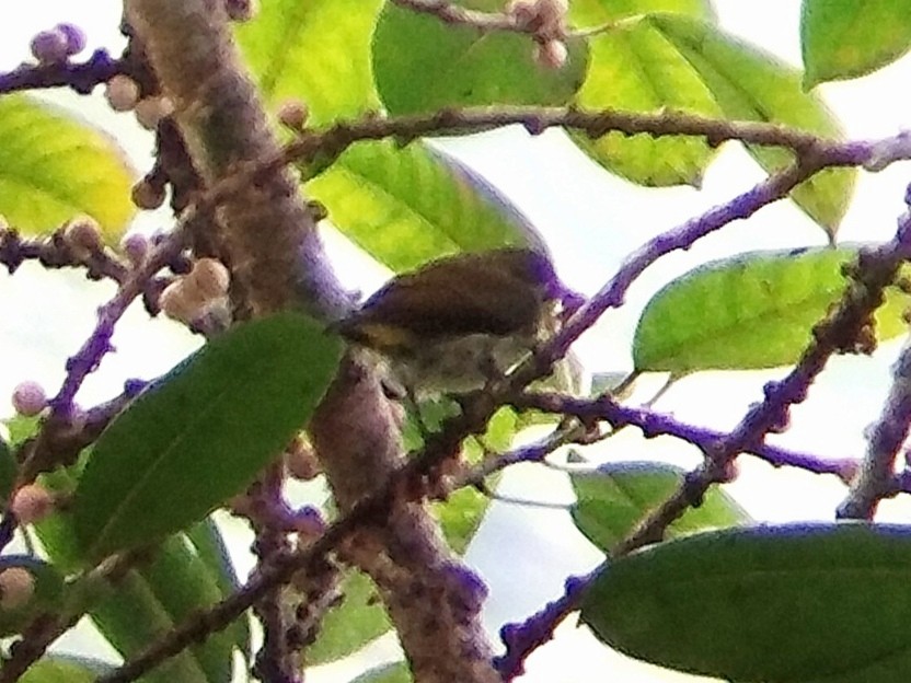 Yellow-vented Flowerpecker - ML619803371