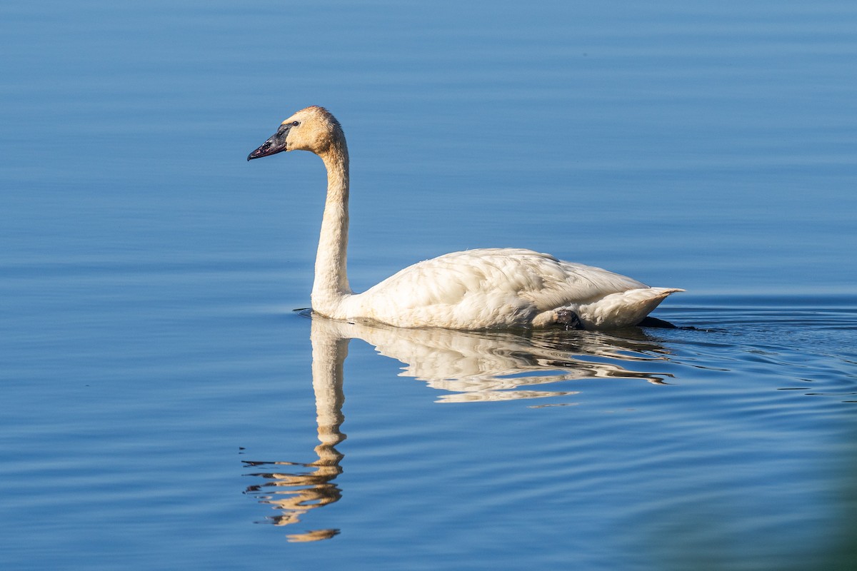 Tundra Swan - ML619803376