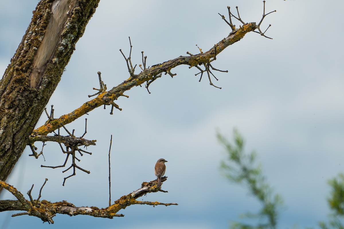 Red-backed Shrike - ML619803414