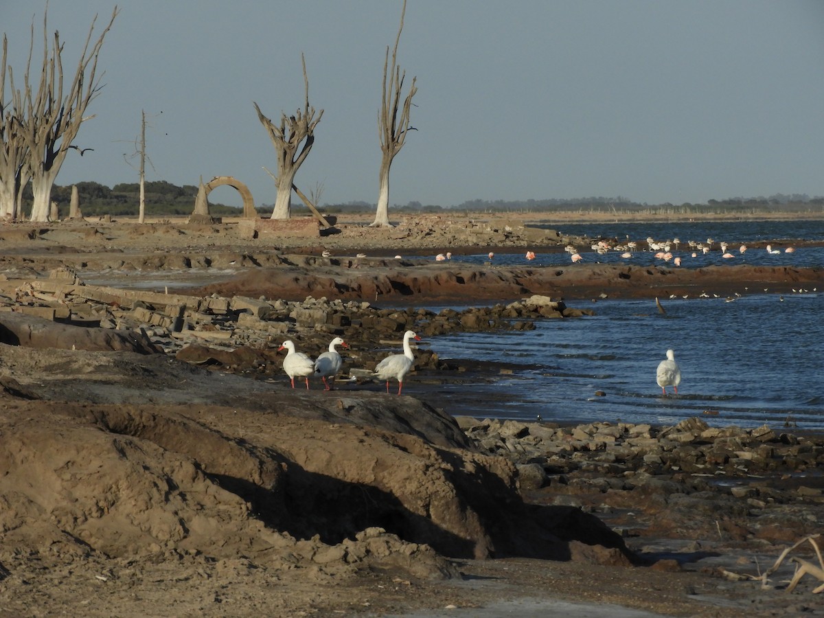 Coscoroba Swan - ML619803432