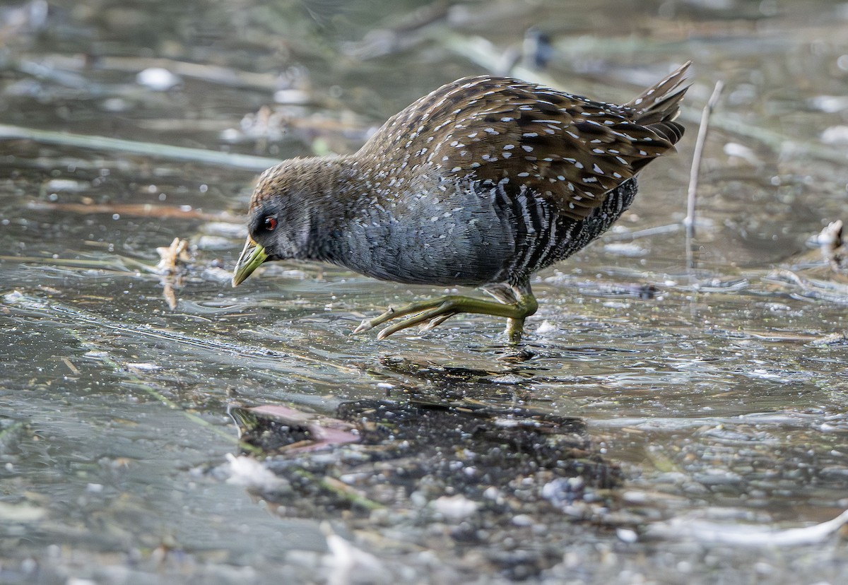 Australian Crake - ML619803444