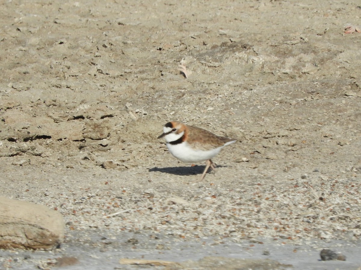 Collared Plover - ML619803489
