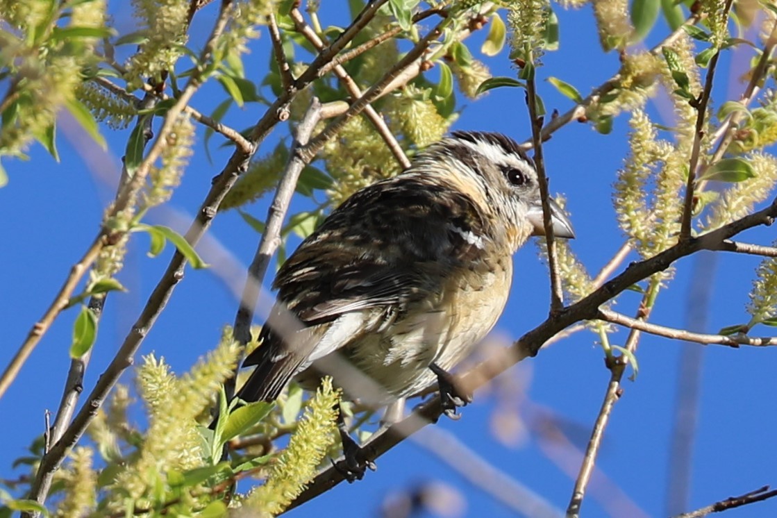 Black-headed Grosbeak - ML619803501