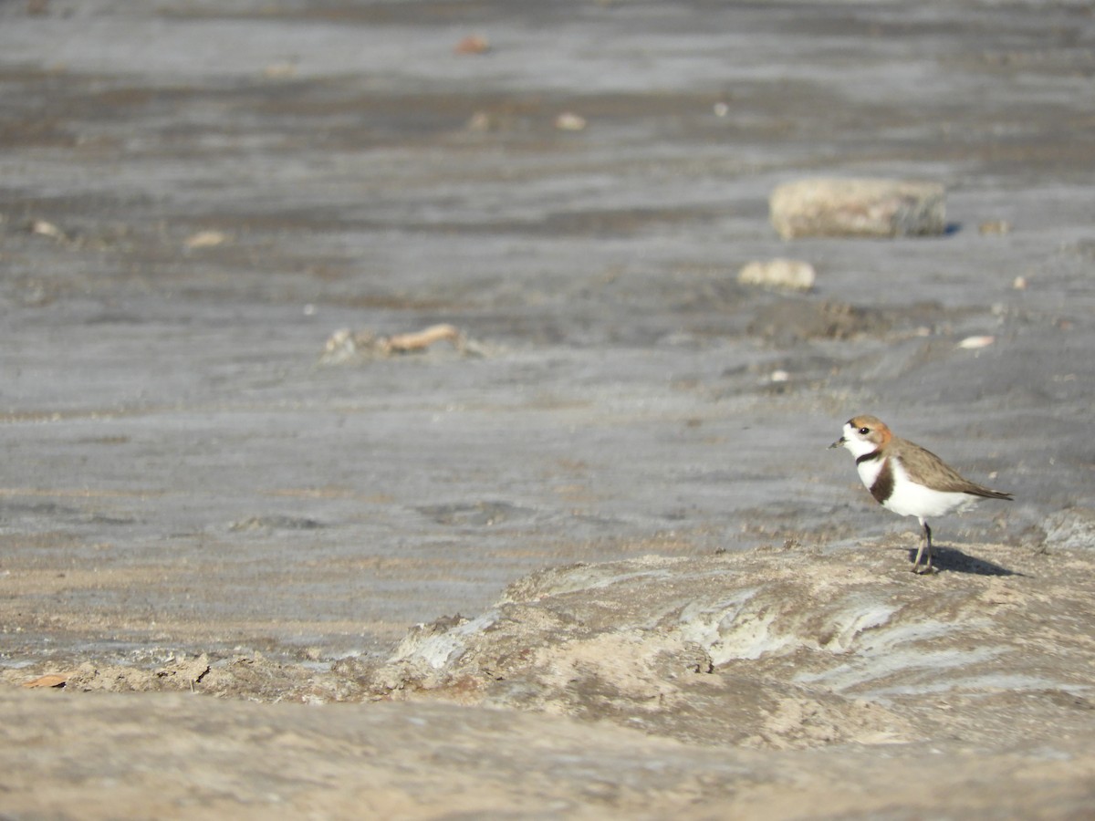 Two-banded Plover - ML619803509