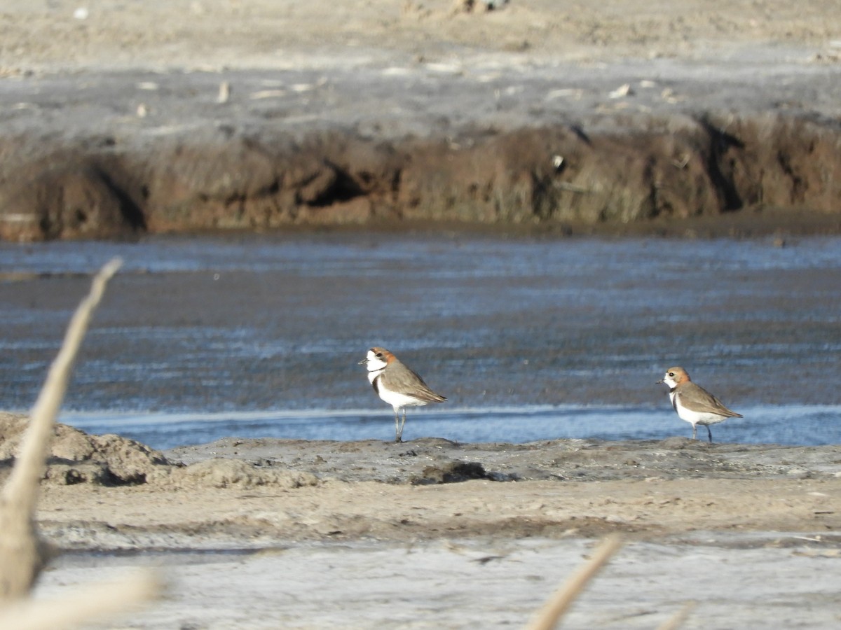 Two-banded Plover - ML619803510