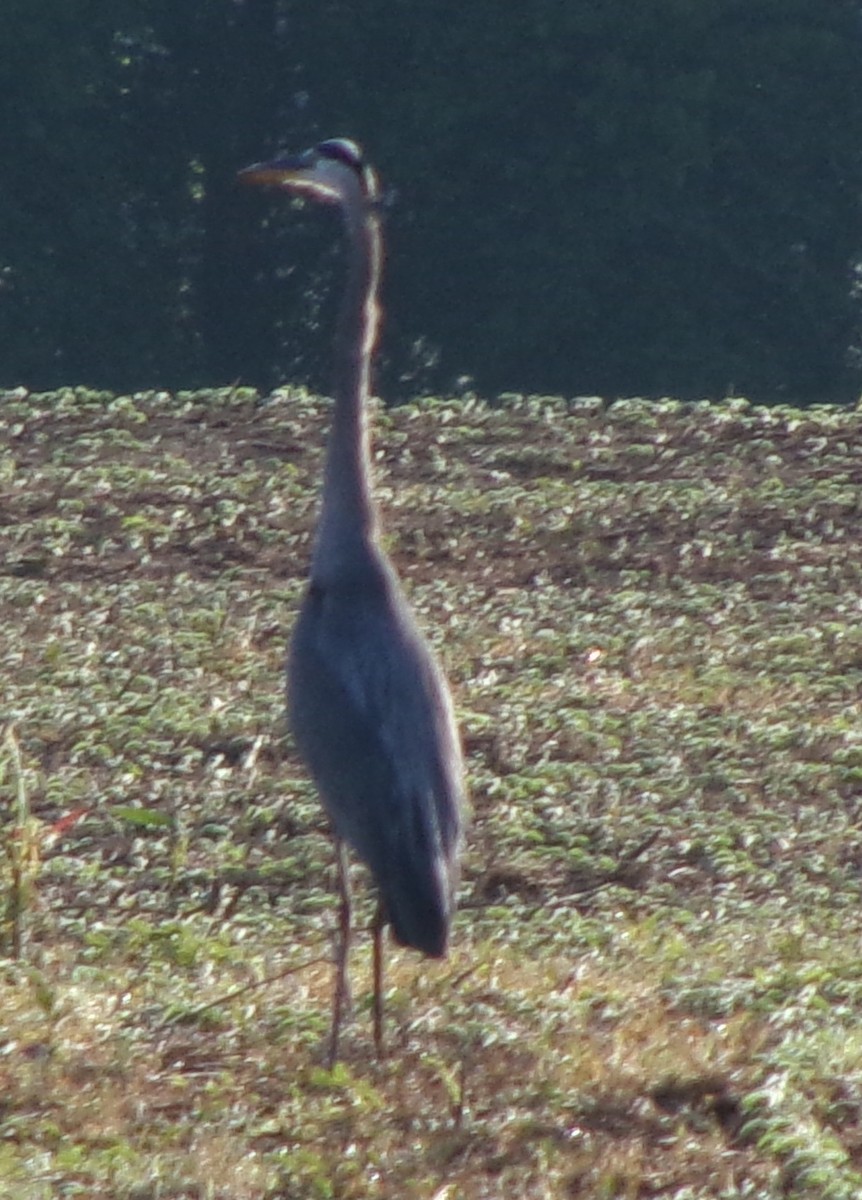 Great Blue Heron - ML619803524