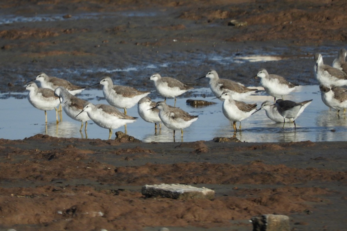 hvithalesvømmesnipe - ML619803528