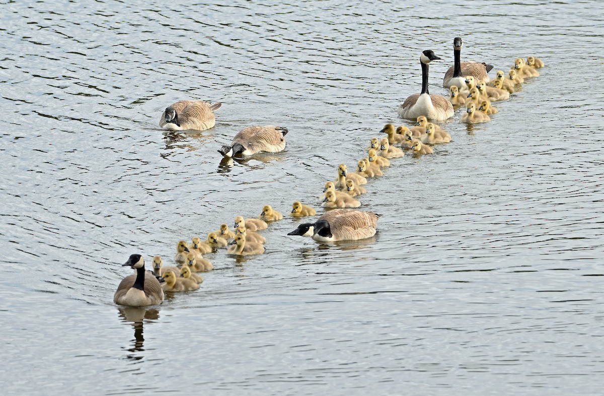 Canada Goose - ML619803580