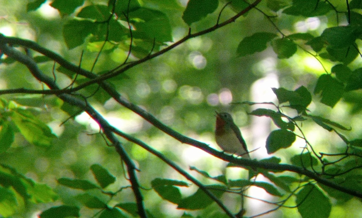 Red-breasted Flycatcher - ML619803587