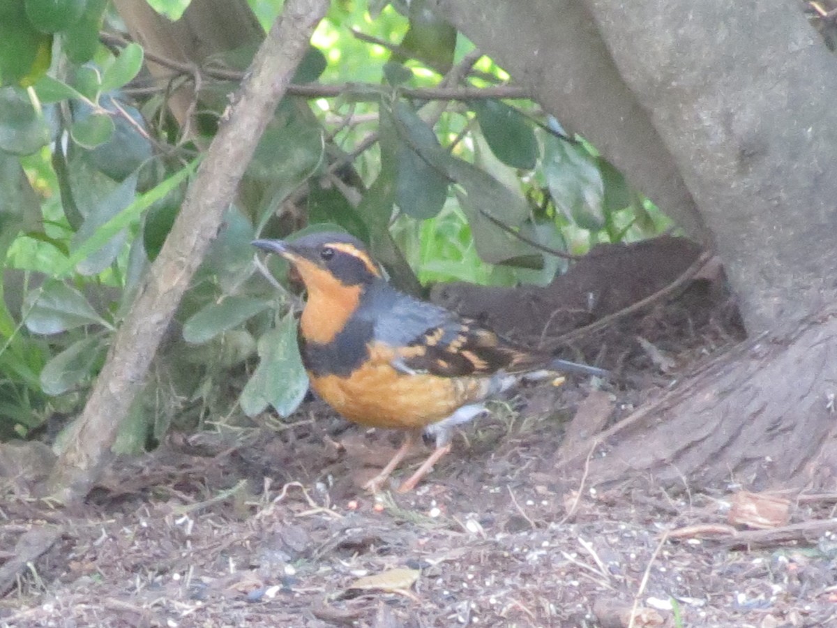 Varied Thrush - ML619803589