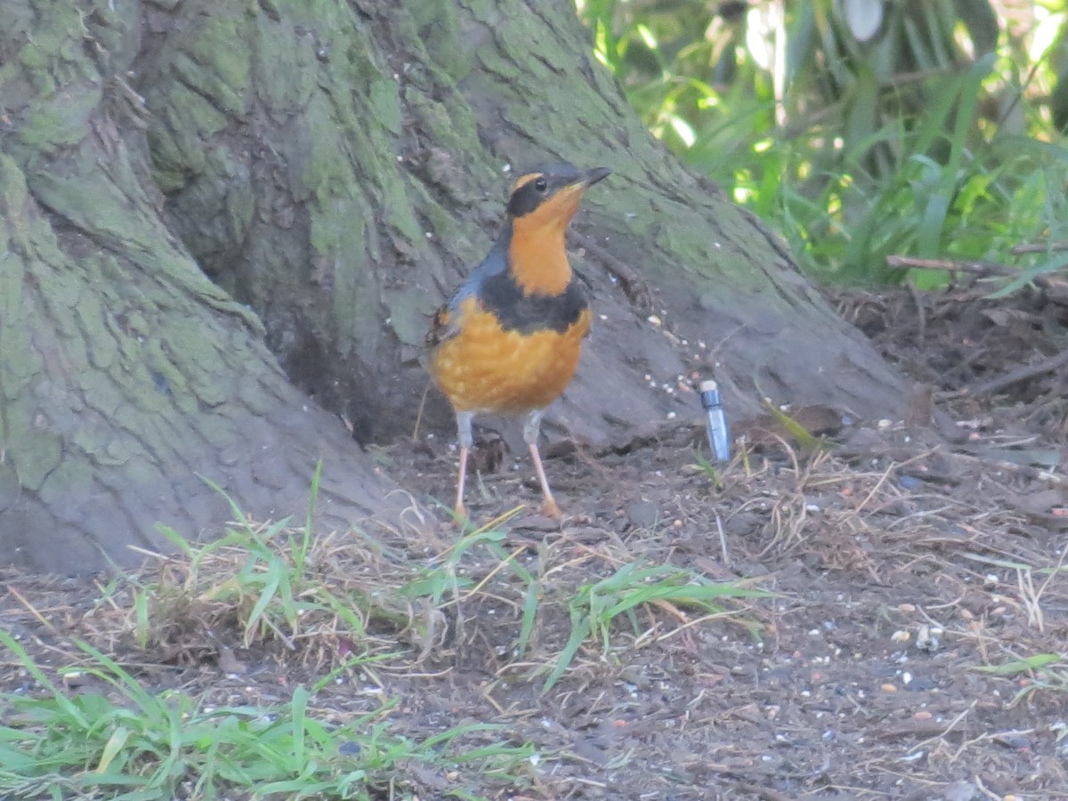 Varied Thrush - ML619803590