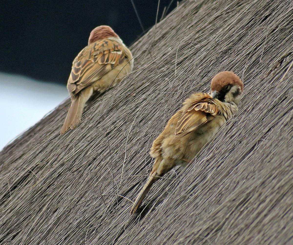 Eurasian Tree Sparrow - ML619803606