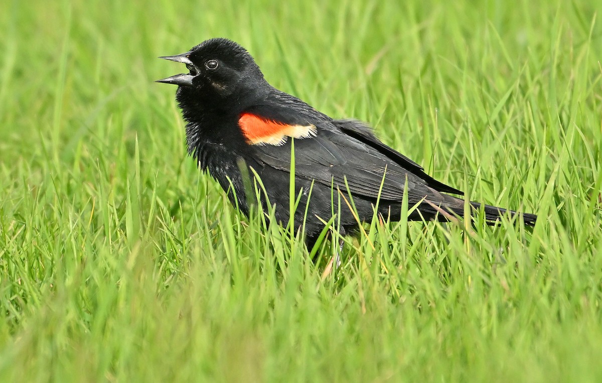 Red-winged Blackbird - ML619803609