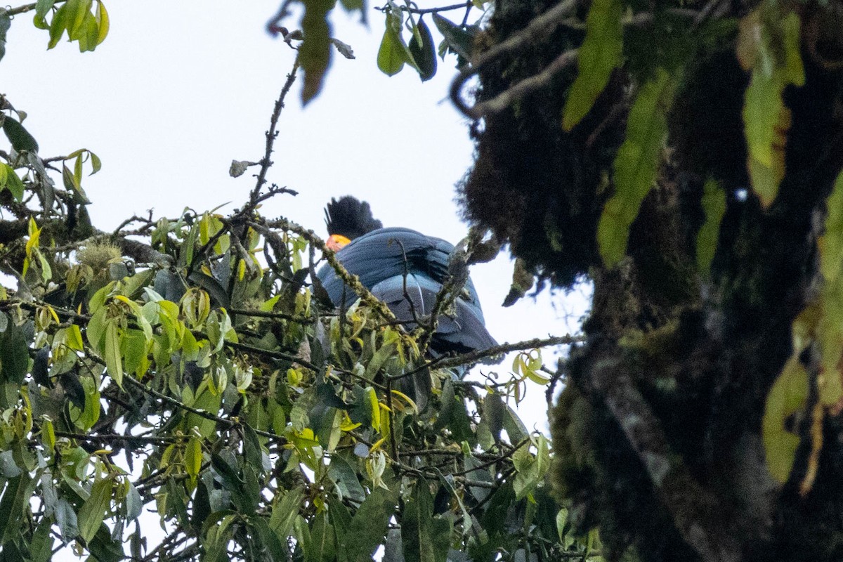 Great Blue Turaco - ML619803643