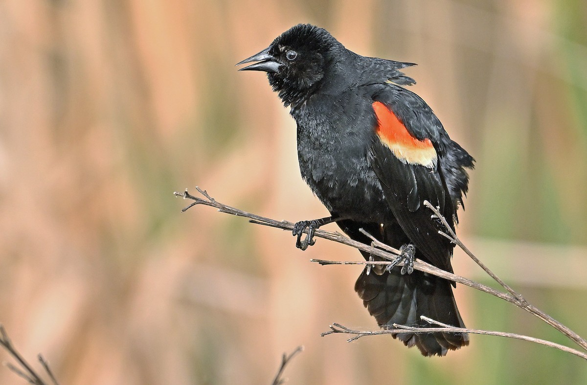 Red-winged Blackbird - ML619803667